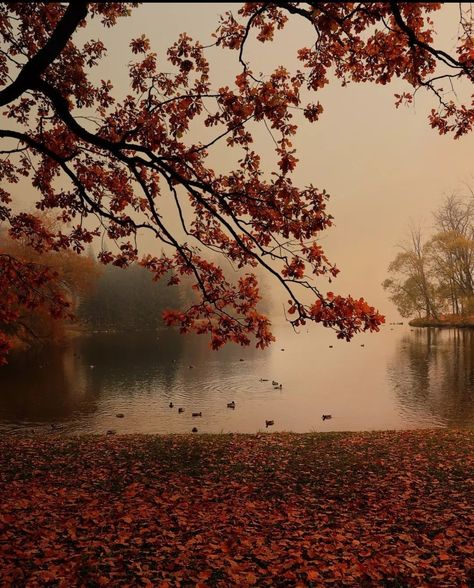 Autumn Rain, Autumn Magic, Autumn Scenery, Autumn Beauty, Fall Pictures, Autumn Landscape, We Fall In Love, Autumn Cozy, Autumn Aesthetic