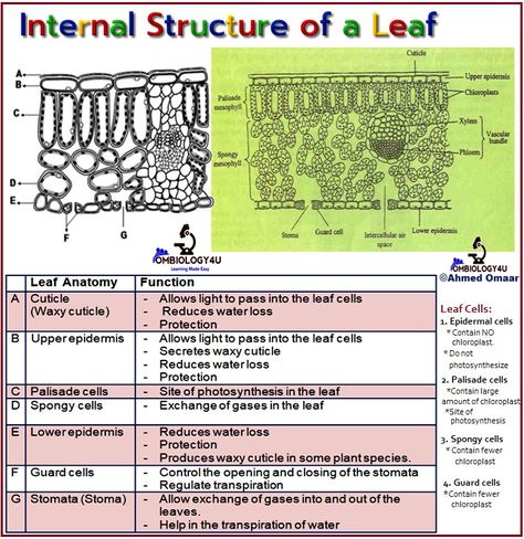 Ombiology4u Diagram Practices. Biology diagram Practices. Parts and functions of internal structure of a leaf. Ahmed Omaar biology teacher. Leaf Structure Biology, Leaf Structure Biology Notes, Internal Structure Of A Leaf, Sciences Aesthetic, Leaf Structure And Function, Structure Of A Leaf, Leaf Diagram, Igcse Biology, Gcse Biology