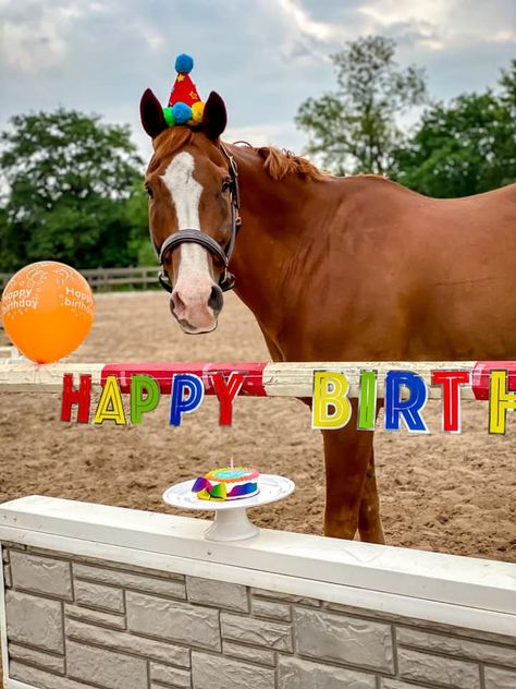 We asked to see how our readers celebrate their horses' birthdays and we weren't disappointed. From hats to cake to balloons to beverages, Horse Nation readers love to give their horses birthday "treats." #goriding #readerphotochallenge #birthdays Birthday Horse Wishes, Happy Birthday Horse Lover Funny, Happy Birthday With Horses, Happy Birthday Horse Lover, Horse Happy Birthday Image, Birthday Horses, Horse Happy Birthday, Horses Birthday, Birthday Horse