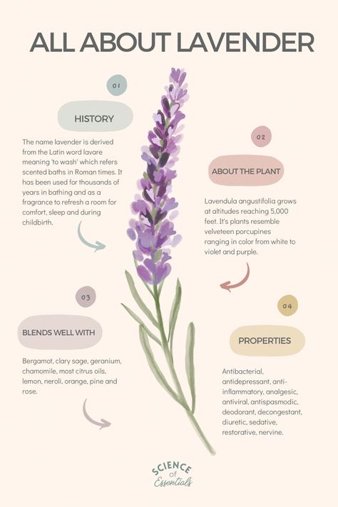 Lavender Benefits Herbs, How To Make Lavender Essential Oil, Lavender Plant Aesthetic, Essential Oil Aesthetic, Lavender Properties, Essential Oils Aesthetic, Lavender Oil Diy, About Flowers, Aromatherapy Aesthetic