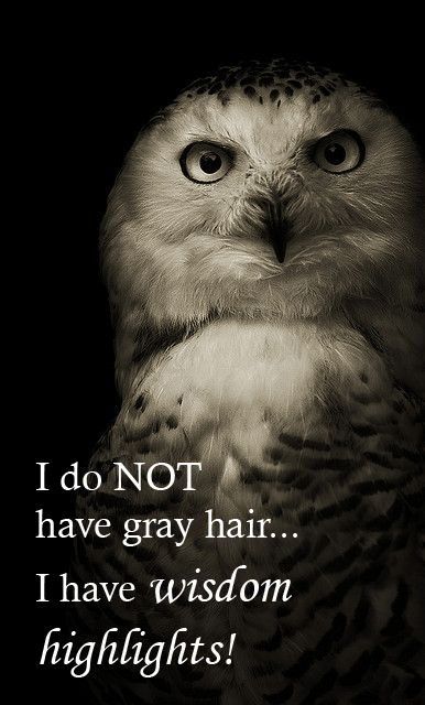 I do Not have gray hair.... I have Wisdom Highlights #quotes #wisdom #owl Advice From An Owl, Owl Wisdom Quotes, Funny Owl Quotes, Highlights Quotes, Owl Beautiful, Snow Owls, Book Owl, Owl Quotes, Owl Wisdom