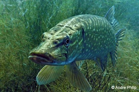 Pike Fish References, Fish Reference, Vertebrates And Invertebrates, Pike Fish, Northern Pike, Fishing Photography, Different Species, Pike Fishing, Relief Printing