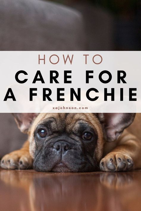 Frenchie Bulldog Puppy, Bulldog Training, French Bulldog Names, French Bulldog Breed, French Bulldog Facts, French Dogs, French Bulldog Funny, Bulldog Breeds, Frenchie Mom