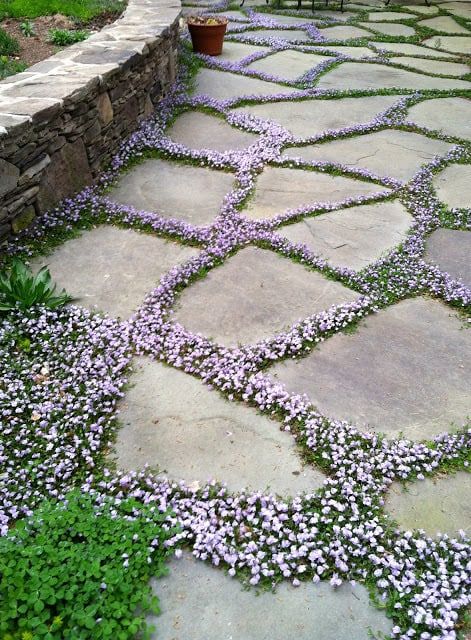 cottage garden, garden pathway with flowers in the cracks Diy Garden Path, Stone Backyard, Diy Cottage, Stone Garden Paths, Backyard Walkway, Walkways Paths, Hardscape Design, Flagstone Patio, Stone Walkway