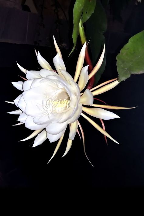 For those who love flowers. To students. For those who grow flowers. Kadupul Flower, Epiphyllum Oxypetalum, Expensive Flowers, Queen Of The Night, Night Flowers, Scientific Name, Flower Names, Flower Therapy, Rare Flowers