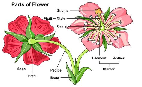 Morphology of Flower: Flower Structure, Parts, Videos, Solved Examples Flower Definitions, Flower Science, Flower Anatomy, Tattoos Butterfly, Flower Structure, Parts Of A Flower, Plant Science, Parts Of A Plant, Planting Roses