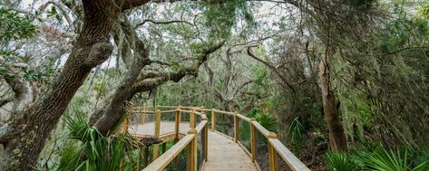 Things To Do in The Golden Isles in Spring | 5 Top Activities Golden Isles Georgia, Jekyll Island Georgia, Georgia Coast, Nature Trails, Driftwood Beach, Best Nature, Live Oak Trees, Jekyll Island, Island Life Style