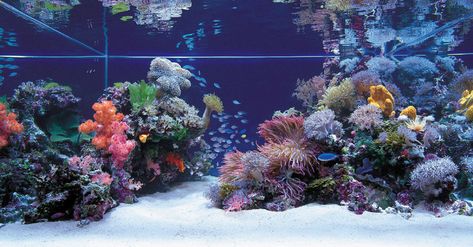 Tips and Tricks on Creating Amazing Aquascapes | REEF2REEF Saltwater and Reef Aquarium Forum Modern Fish Tank, Reef Aquascaping, Reef Tank Aquascaping, Marine Fish Tanks, Saltwater Aquarium Fish, Coral Reef Aquarium, Saltwater Fish Tanks, Marine Tank, Salt Water Fish