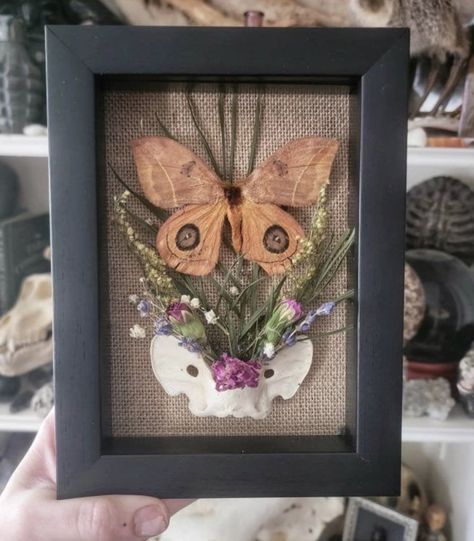 Skull Shadow Box Ideas, Skull Taxidermy Art, Pinned Moth Display, Goblincore Aesthetic Art, Oddities Crafts, Bone Terrarium, Bug Pinning, Bug Display, Framed Taxidermy