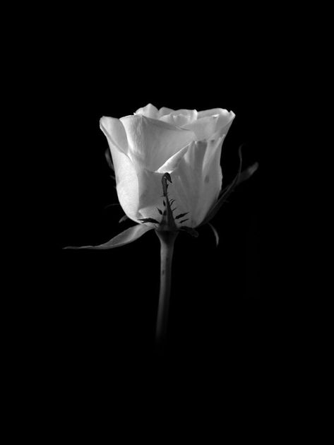 Peace Flower, In Peace, Rest In Peace, Black Aesthetic, Black And White, White, Black