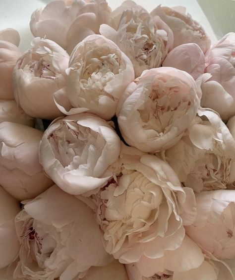 Charlotte York, Pink Aura, Flower Therapy, Vanilla Girl, Flowers Wallpaper, Miss Dior, Everything Pink, Pink Princess, Pink Peonies