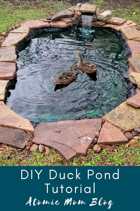 In Ground Duck Pond, Shed Into Duck Coop, Diy Small Duck Pond, Diy Goose Pond, Diy Chicken And Duck Coop Ideas, Small Duck Pond Ideas Diy, Duck Pond With Filter, Duck Pond Ideas Backyards, Drainable Duck Pond