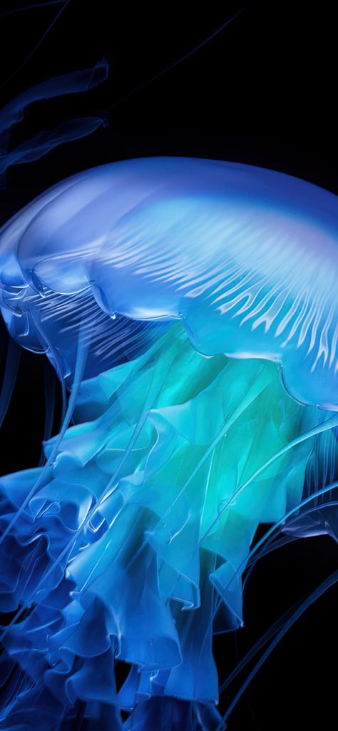 Deep Effect Wallpaper Iphone, Bioluminescent Deep Sea Creatures, Bioluminescence Wallpaper, Bioluminescence Creatures, Bioluminescent Fish, Wallpapers Jellyfish, April Prompts, Luminescent Jellyfish, Deep Sea Aesthetic