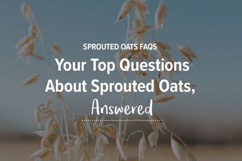 How To Cook Sprouts, Sprouted Oats, Steel Cut Oatmeal, Non-dairy Milk, Steel Cut Oats, Sprout Recipes, Food Info, Quick Oats, Plant Based Milk