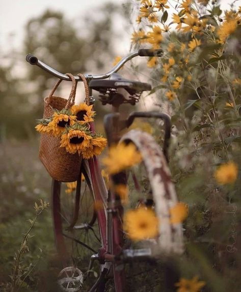 Bicycle Pictures, Bicycle Chic, Sunflowers And Daisies, Sunflower Pictures, Popular Flowers, Diy Clock Wall, Photography Posing Guide, Halloween Wallpaper Iphone, Bicycle Art