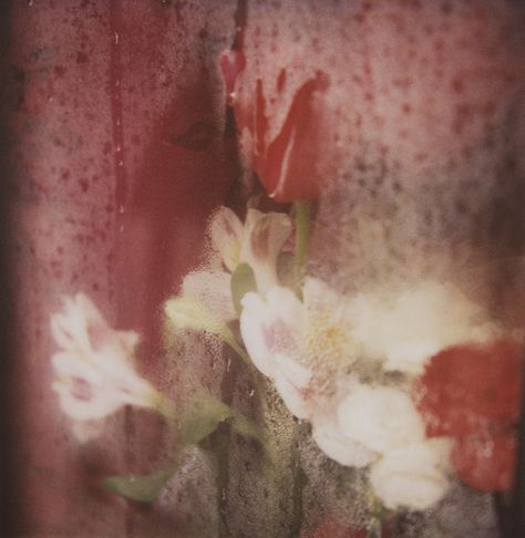 Flowers through a foggy window. Foggy Window, Blurry Pictures, Mazzy Star, Album Art, Flower Wallpaper, Film Photography, Spring Time, Art Inspiration, Collage