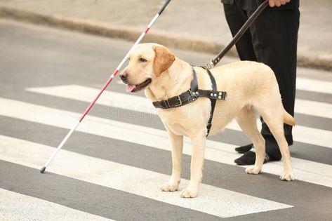 Guide dog helping blind man. On pedestrian crossing , #affiliate, #helping, #dog, #Guide, #blind, #crossing #ad Labrador Retriever Facts, Lancaster Puppies, Labrador Retrievers, Team Training, Guide Dog, Dog Help, Therapy Dogs, Service Animal, Canine Companions