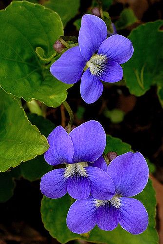 Common Blue Violet | Bernie Kasper | Flickr Purple Colour Flowers, Sweet Violets, Trendy Flowers, Violet Flower, Beautiful Flowers Pictures, African Violets, Blue Violet, Flower Beauty, Flower Images