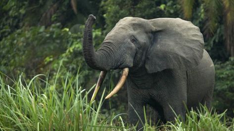 Forest Elephant, Elephant Species, African Forest Elephant, Ivory Trade, Wild Creatures, African Elephant, African Countries, Grumpy Cat, Human Nature