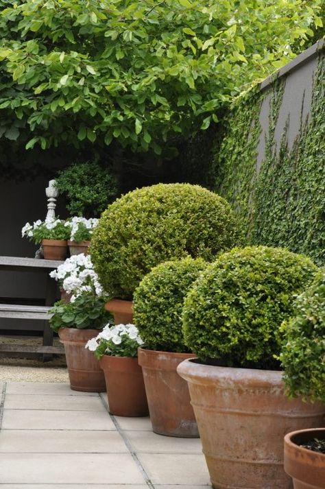 Boxwood Garden, Garden Pathways, Have Inspiration, Garden Containers, Topiaries, Mediterranean Garden, Garden Pathway, French Garden, Courtyard Garden