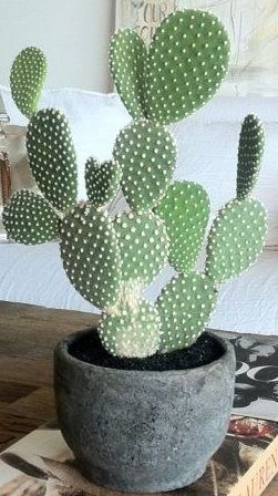 Indoor Cactus Plants, Kaktus Dan Sukulen, Cactus House Plants, Garden Cactus, Indoor Cactus, نباتات منزلية, Cactus Decor, Green Cactus, Interior Plants