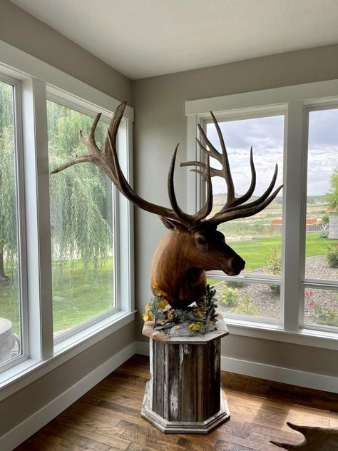 Elk Pedestal Mount, Deer Mount Pedestal, Pedestal Deer Mount Ideas, Elk Mount Living Room, Elk Mount, Hunting Decor Living Room, Deer Mount Decor, Deer Antler Decor, Antler Decor