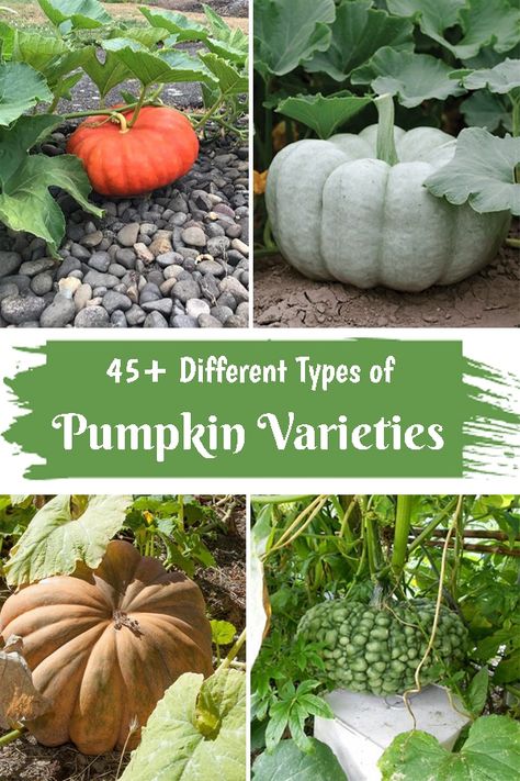 Kinds Of Pumpkins, Different Kinds Of Pumpkins, Different Types Of Pumpkins, Pumpkin Varieties Chart, Gourd Varieties, Pumpkin Garden Ideas, Edible Pumpkins, Pumpkin Types, Types Of Gourds