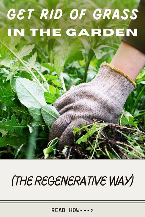 organic weed control tips Regenerative Gardening, Garden Guide, Sustainable Garden, In The Garden, Garden Plants, Garden Ideas, The Garden, Soil, To Learn