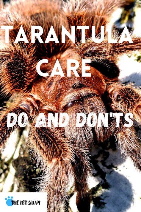 Tarantula Terrarium, Tarantula Pet, Tarantula Habitat, Tarantula Enclosure, Pet Tarantula, Classroom Pets, Pet Spider, Itsy Bitsy Spider, Dos And Don'ts