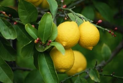 Potted citrus trees look their best and produce the most fruit when you fertilize them properly. There are two approaches you can take to fertilizing your tree. You can use a slow-release fertilizer ... Indoor Lemon Tree, Eureka Lemon, Storing Lemons, Lemon Plant, Meyer Lemon Tree, Lemon Seeds, How To Grow Lemon, Lemon Trees, Lemon Leaves