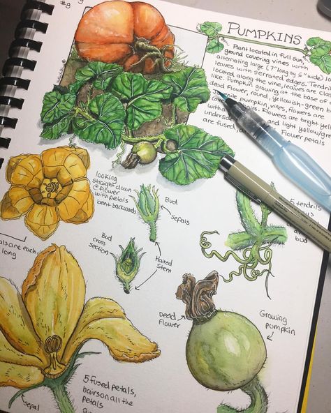 This quite possibly may have been my favorite field sketching trip so far. I had the pleasure of spending Wednesday at the UCSC Farm at UC Santa Cruz and completed this botanical study 😊 ___________________________________ #art #artist #artwork #illustration #illustrationartists #scienceillustration #scientificillustration #scientificillustrator #illustrator #csumbscienceillustration #fieldsketch #watercolors #fieldsketching #ucscfarm #pumpkins #fallfieldsketch #bontanicalfieldsketch Pumpkin Anatomy, Anatomy Of A Pumpkin, Corn Botanical Illustration, Sunflower Botanical Illustration, Sunflower Scientific Illustration, Squash Botanical Illustration, Thanh Long, Planting Pumpkins, Pumpkin Illustration