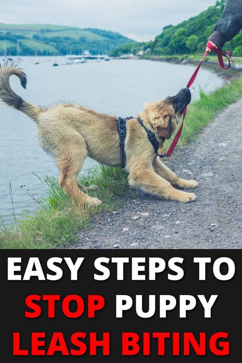 Puppy with a leash attached to them. There is text on the image that says "easy steps to stop puppy leash biting". Train A Puppy, Puppy Leash, Dog Behaviorist, Dog Behavior Training, Reactive Dog, Puppy Biting, Dog Whisperer, Basic Dog Training, House Training Dogs