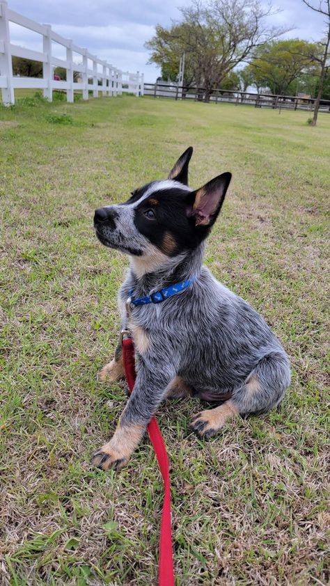 Blue Healers Dog, American Cattle Dog, Ranch Dogs, Pfp Dog, Red Heeler Dog, Dog Easter Basket, Blue Heeler Puppy, Blue Healer, Australian Cattle Dog Puppy