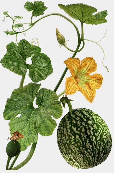 Elaine Searle, squash plant Squash Flowers, Botany Illustration, Vegetable Illustration, Illustration Botanique, Botanical Illustration Vintage, Leaf Drawing, Cat Air, Fruit Painting, 수채화 그림