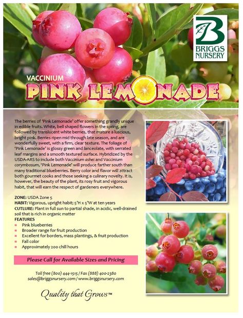 Pink Lemonade Blueberries, Pink Lemonade Blueberry Bush, Pink Blueberries, Pink Blueberry, Pink Lemonade Blueberry, Saving Earth, Backyard Orchard, Basement Garden, Farm Orchard