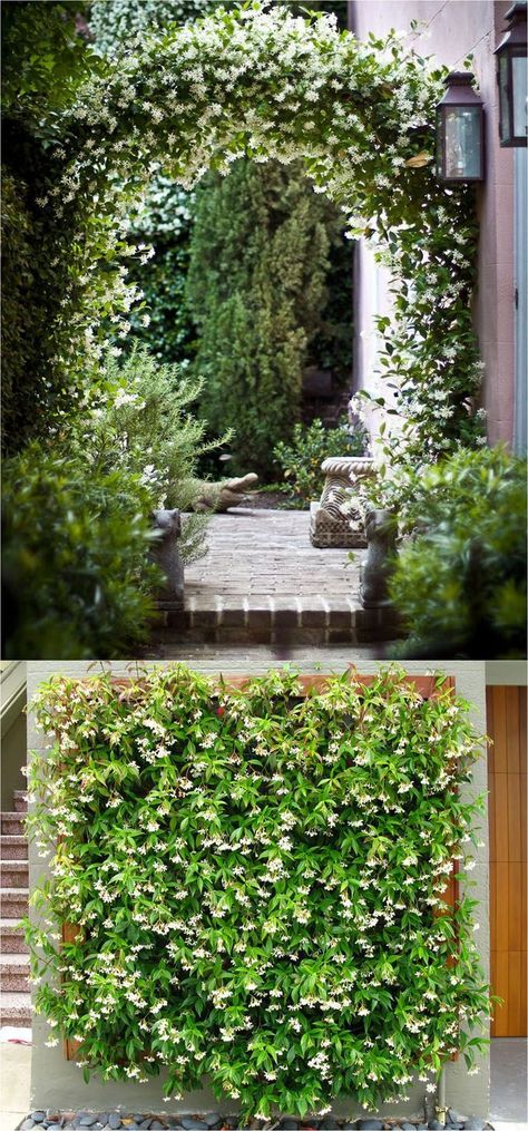 20+ favorite easy-to-grow fragrant flowering vines for year-round beauty. Plant them for an arbor, pergola or fence to create gorgeous outdoor rooms! - A Piece Of Rainbow Vine Fence, Climbing Flowers, Pergola Swing, Pergola Design, Garden Vines, Meteor Garden 2018, Backyard Pergola, Climbing Vines, Diy Pergola