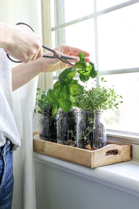 Herb Mason Jar Planters, Mason Jar Plants Diy, Herbs In Mason Jars, Medicinal Teas, Jar Herb Garden, Hydroponic Herb Garden, Kebun Herbal, Easy Mason Jar Crafts, Mason Jar Herbs