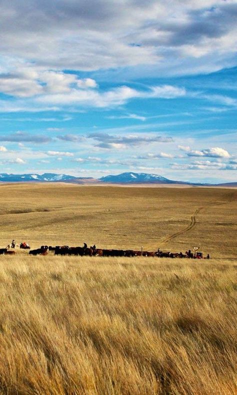 Prairie near Belt, Montana, USA (Marla Meridith, photographer) I Hope One Day, Country Woman, Montana Ranch, Montana Travel, Ranch Hand, Montana Homes, Big Sky Montana, Into The West, Big Sky Country