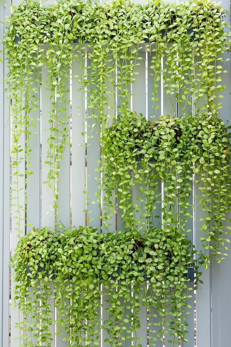 Vertical Garden Systems, Fasad Design, Garden Wall Designs, Tanaman Indoor, Vertical Garden Indoor, Vertical Garden Design, Tanaman Pot, Vertical Garden Wall, Vertical Garden Diy