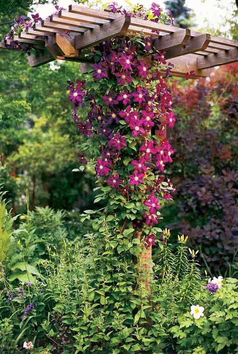 Few vines offer the versatility of climbing clematis. There are varieties for every climate and season. #gardening #gardentips #gardenplants #gardenvines #perennialvines #bhg Perennial Flowering Vines, Hydrangea Vine, Clematis Trellis, Climbing Clematis, Hydrangea Petiolaris, Vine Trellis, Honeysuckle Vine, Climbing Hydrangea, Growing Vines