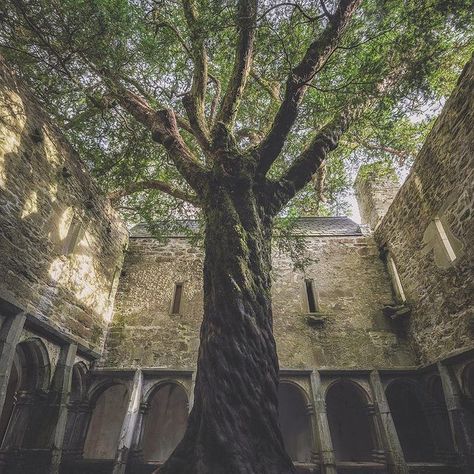 Killarney National Park, Yew Tree, Most Beautiful Places To Visit, Killarney, The Cloisters, Fields Photography, High Fantasy, Abandoned Houses, Beautiful Places To Visit