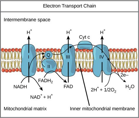 Electron Transport Chain | Biology for Majors I Oxidative Phosphorylation, Citric Acid Cycle, Electron Transport Chain, Redox Reactions, Mcat Study, Plasma Membrane, Cellular Respiration, Biology Lessons, Biology Notes