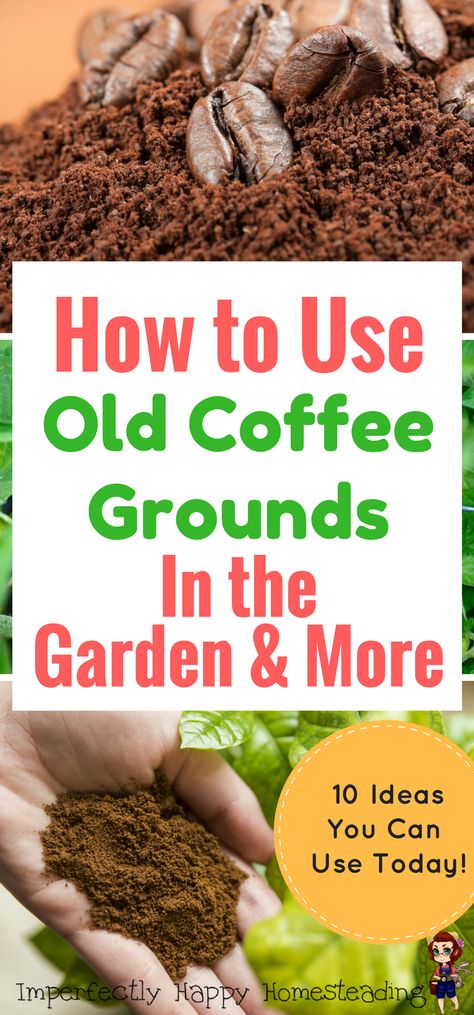 How to Use Old Coffee Grounds in the Garden & More. Great for gardeners, homesteaders and coffee lovers.: Coffee Grounds In The Garden, Old Coffee Grounds, Used Coffee Grounds, Uses For Coffee Grounds, Veggie Patch, Organic Vegetable Garden, Aquaponics System, Healthy Garden, Organic Gardening Tips