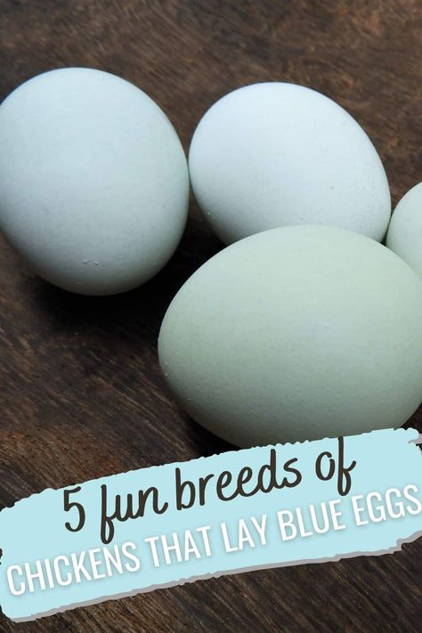 blue eggs Lavender Americana Chicken, Blue Americana Chicken, Rhode Island Blue Chicken, Production Blue Chicken, Chickens That Lay Blue Eggs, Saphire Gems Chicken Eggs, Blue Egg Laying Chickens, Blue Australorp Chickens, What Chickens Lay What Color Eggs