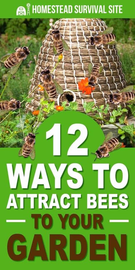 12 Ways to Attract Bees to Your Garden - Homestead Survival Site Backyard Bee, Bee Friendly Garden, Bee Garden, Attracting Bees, Bee Friendly, Low Maintenance Garden, Pollinator Garden, Homestead Survival, Home Vegetable Garden