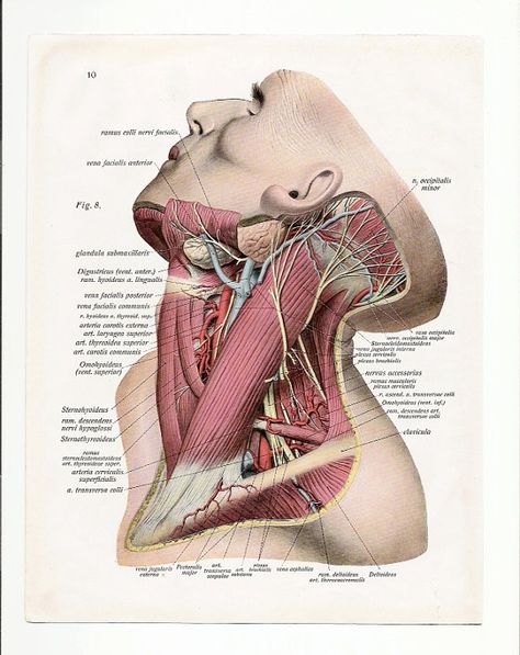 2 Vintage Illustrations Print medical 1933 skull skeleton anatomical anatomy page nude human body old anatomic freak diagram bones brain Basic Anatomy And Physiology, Diagram Chart, Human Body Anatomy, Human Anatomy Art, Medical Anatomy, Vintage Medical, Body Anatomy, Antique Illustration, Medical Knowledge