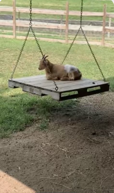 Cute Goat Pen Ideas, Goat Toys Playground Play Areas, Dog Kennel Goat Pen, Goat Incloser Ideas, Playground For Goats, Diy Goat Scratching Post, Diy Goat Pin, Goat Yard Play Areas, What Do Goats Eat