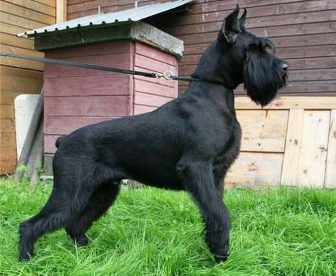 Giant Schnauzer Puppies, Giant Schnauzer Grooming Styles, Giant Schnauzer Grooming, Giant Shnauzer, Giant Schnauzer Puppy, Schnauzer Gigante, Black Schnauzer, Schnauzer Grooming, Schnauzer Mix