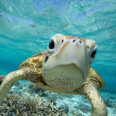 Sea Turtles Photography, Sea Turtle Pictures, Cute Sea Turtle, Turtle Wallpaper, Ocean Turtle, Turtle Bay, Green Sea Turtle, Turtle Love, Oceanography