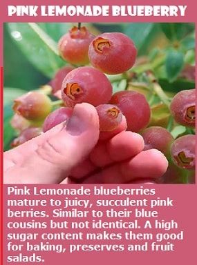 Pink Icing Blueberry Bush, Pink Lemonade Blueberries, Pink Lemonade Blueberry Bush, Blueberry Bushes Growing, How To Grow Blueberries, Pink Blueberries, Pink Blueberry, Blueberry Garden, Pink Lemonade Blueberry